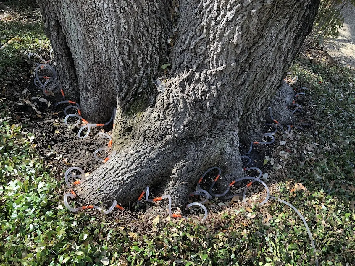 Detailed Tree Cabling and Bracing job site in Holden