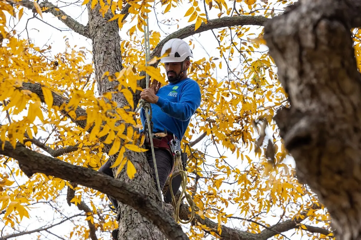 Skilled Tree Trimming crew working in Holden